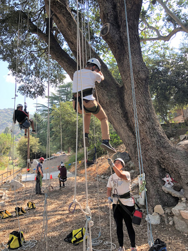 treeclimb